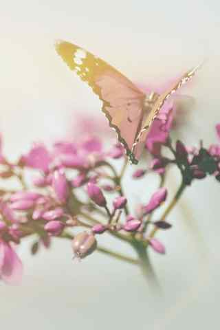 唯美的鲜花蝴蝶手机背景下载