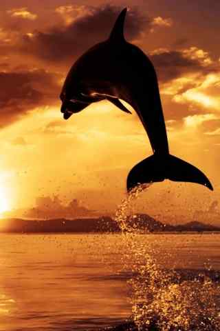 夕阳下跳出海面的海豚