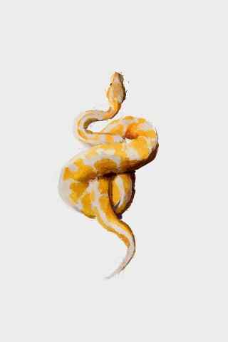黄色斑纹蟒蛇高清