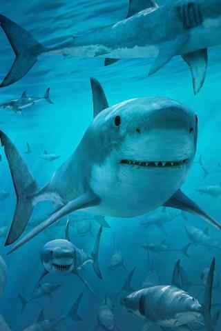 海底成群的大白鲨