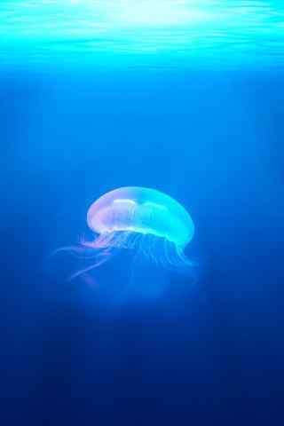 蓝色唯美的海底生物水母高清手机壁纸下载