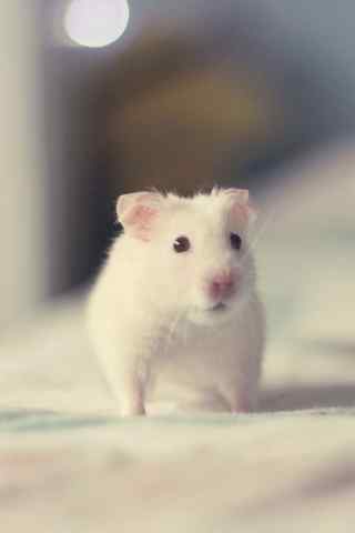 可爱的小白鼠宠物手机壁纸