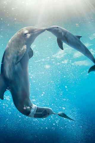 海底友爱的海豚