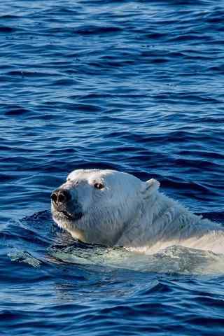 海水中悠闲的北极熊