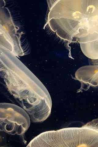 海底生物水母创意写实手机壁纸下载