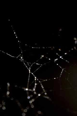 夜色下的蜘蛛网