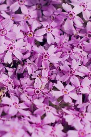 紫色唯美的花