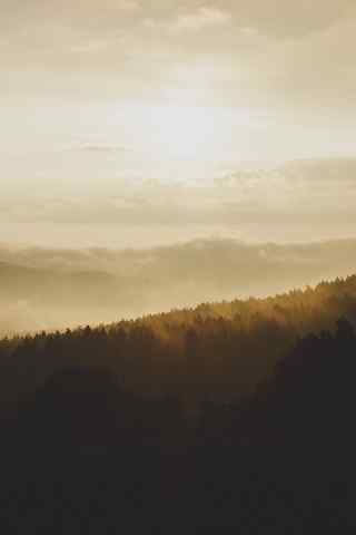 朝阳下的迷雾森林高清手机壁纸