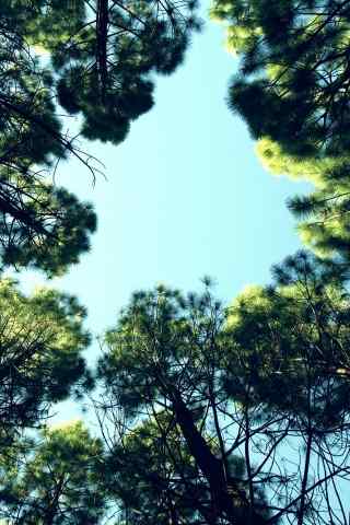 树荫下的天空—绿色护眼手机壁纸
