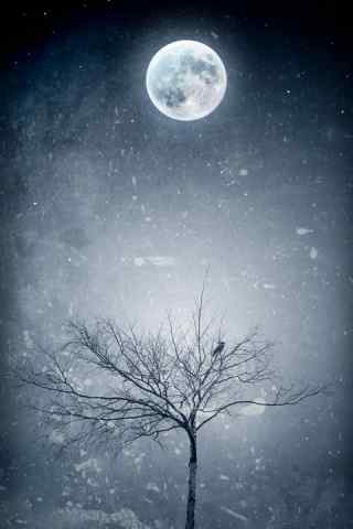 安卓壁纸-月光下的枯树