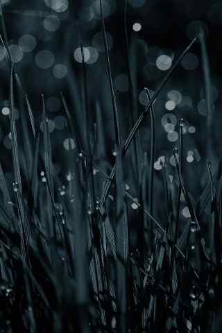 夜下打满露水的野草手机壁纸