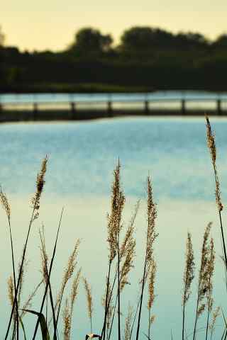 微风，湖边，小草，手机