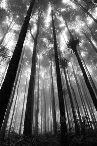 森林里参天的大树风景手机壁纸