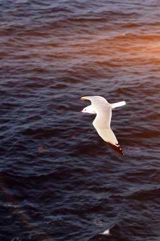 海上飞翔的海鸥手