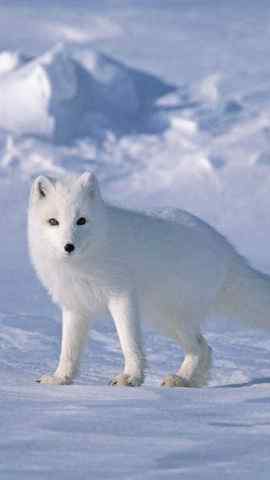 雪中的动物凶猛白狼高清手机壁纸