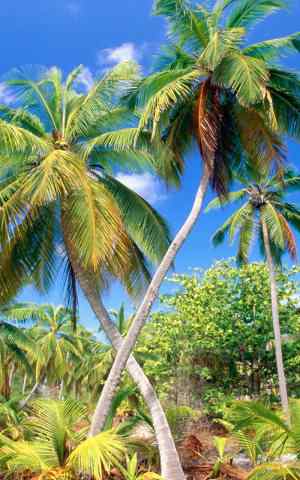 热带岛屿海滩椰子