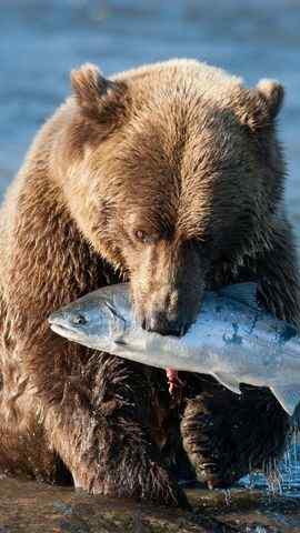 凶猛的野兽棕熊高清手机壁纸