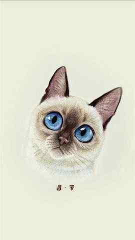 蓝眼睛猫咪可爱手
