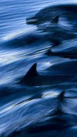 海洋动物海豚高清手机壁纸