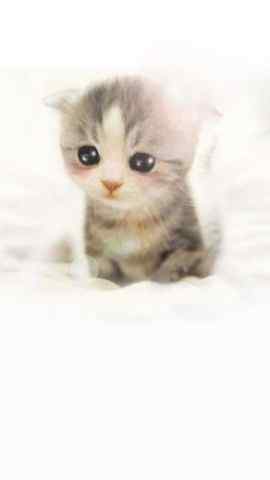 超可爱小猫高清手机壁纸