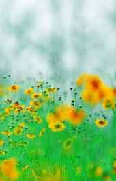 花卉|绿色清新黄色菊花植物手机高清图片