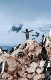 企鹅|企鹅动物高清手机壁纸