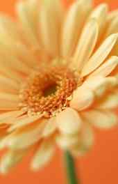 雏菊|橙色美丽雏菊花朵摄影高清手机壁纸