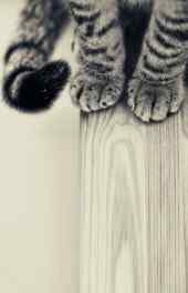 可爱|可爱猫爪萌宠手机动物壁纸