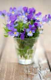 花卉|紫色花朵植物图片小清新高清手机壁纸