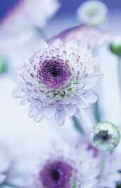 花卉|紫色花朵唯美花卉手机壁纸