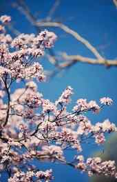 樱花|日本樱花图片唯美高清手机壁纸