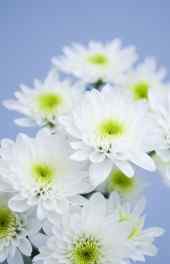 菊花|白色唯美菊