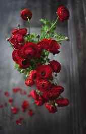 玫瑰|红玫瑰可爱手机壁纸