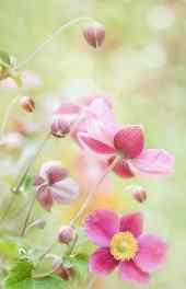 清新风景|唯美粉色花丛植物摄影手机壁纸壁纸