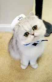 喵星人|可爱海员小猫动物高清手机壁纸大全