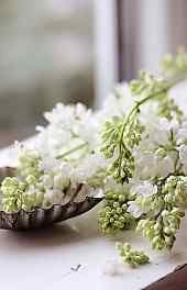 花卉|白色唯美花朵植物小清新高清手机壁纸