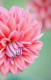 菊花|红色菊美丽花卉花朵摄影高清手机壁纸