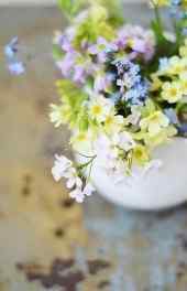 盆栽|盆栽花卉图片精美高清手机壁纸