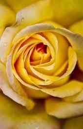 黄色|黄玫瑰高清手机壁纸