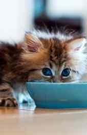 小猫|小猫吃饭手机壁纸
