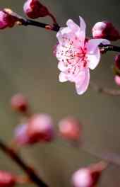 桃花|桃花图片精美高清手机壁纸
