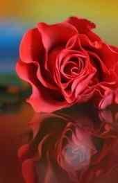 唯美|唯美红色花朵高清手机壁纸