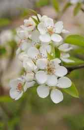 花卉|白色桃花花卉绿色摄影可爱手机壁纸壁纸