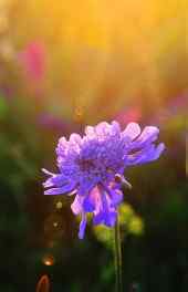花卉|紫色菊花微