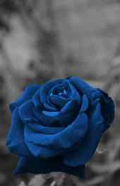 蓝玫瑰|蓝玫瑰可爱高清手机壁纸图片
