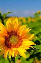 向日葵|阳光绽放的向日葵植物手机壁纸壁纸