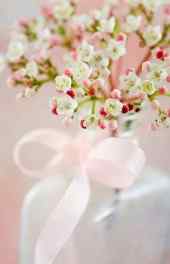 花卉|浪漫唯美小白花花束植物高清手机壁纸大全