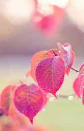 枫叶|红色叶子植物可爱手机壁纸壁纸