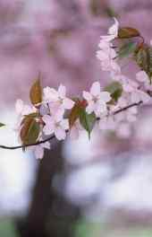 春天桃花盛开高清手机壁纸