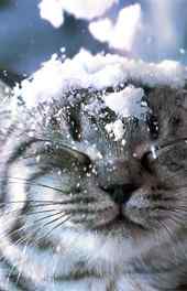 小猫雪中玩耍高清
